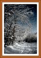 Arbres enneiges-border